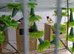 4 pairs of Bengalese and 2 Gouldians