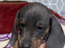 Miniature dachshunds