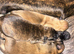 German X Dutch Shepherd puppies