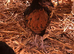 Happy healthy 7 week old pullets