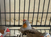 Male zebra finches!