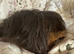 Peruvian sows