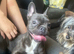 French bull dog