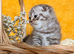 Scottish fold kittens