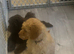 3 female cavapoos