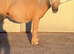 MINIATURE 3YR OLD PALOMINO COLT
