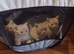 3 male ginger kittens
