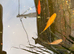 Goldfish and koi