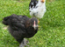 3 cockerels
