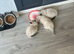 3 gorgeous Ragdolls looking for there forever home