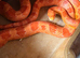 Albino corn