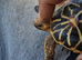 1 indian star tortoise with complete setup