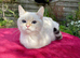 Adorable Vaccinated Neutered Kittens