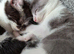 Striking Blue and White male kitten RE AVAILABLE Ready to Leave