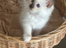 Beautiful rare chocolate Mitted girl available