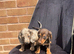 Miniature dachshunds!!