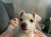 Pablo 8mth old jackchi
