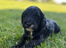 Beautiful Cockapoo Puppies – 3 Boys & 3 Girls We are delighted to offer our gorgeous litter of 6 Cockapoo puppies looking for their forever homes.