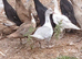 Young muscovy females