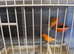 For Sale a pair of Red Canaries