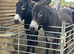 Donkey pair
