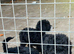 Last 2 stunning F1B miniature labradoodles