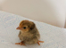 Serama chicks