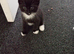 3 kittens for sale
