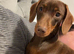 Minuture female dachund