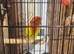 Lovebird