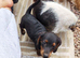 3 affectionate, boy jackapoo pups