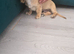 Miniature long haired cream dachshund puppy