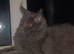 Maine coon girls