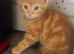 Kitten