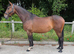 15.2hh mare