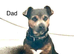 Jack Russell Puppys, HURRY x3 LEFT, Quality Bloodlines