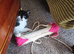 Three kittens born April 2