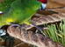 2 x Kakarikis for sale - Green with Yellow