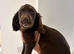 Kc reg cocker spaniel pups