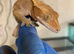 CRESTED GECKOS