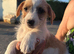 Jackrussell pups