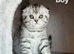 4 Scottish Fold/Straight Chinchilla Pedigree Kittens