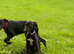 Whippet puppys