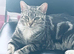 Cat for sale