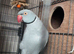 Breedig pair indian ringnecks