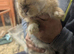 20 Week Old Mini Lop Bunnies
