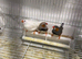 Canaries and zebra finches