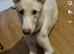 German shepherd cross borner collie