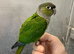 Hand reared baby conure parrot available now