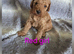 Cockapoo F1b